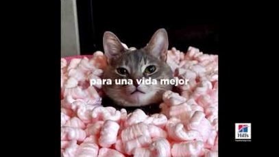 Souroukouba, Natabaya Dan!